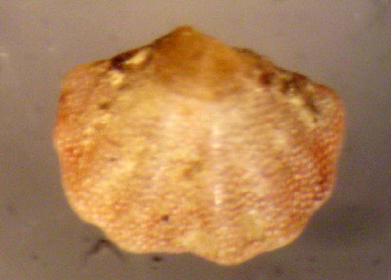 Argyrotheca cuneata (Risso, 1826)